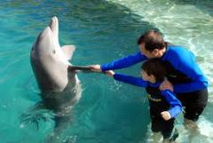 Have you ever touched a dolphin?