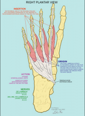 Lumbricals
 
Origin
1st lumbrical: medial aspect of FDL tendon (2nd digit)                      2nd-4th lumbricals: medial aspect of adjacent FDL tendons
 
Pathway
Run distally (medial to adjacent FDL tendons)
 
Insertion
Medial aspect of the exte...