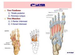 Fourth layer 
• Two muscles 
• Plantar interossei (3) 
• Dorsal interossei (4)