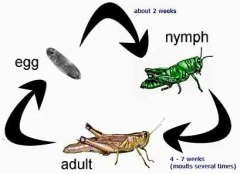 Young (nymph) resembles adult and undergoes a series of molts until maturity