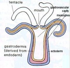 central cavity; extends into the hollow tentacles