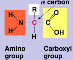 amino group, and carboxyl group, which is then attached to a central carbon and a hydrogen atom

- it's a variable group = "side chains" (20 different ones)

- the amino acids are charged, but R groups can change its charge so ignore both carb...