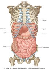 -consists of abdominal wall enclosing abdominal cavity
-part of abdominopelvic cavity
-enclosed by muscular abdominal wall, vertebral column, lower thoracic rib cage, upper hip bone
-contains 
-peritoneum surrounds peritoneal cavity containing...