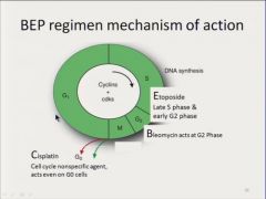 BEP regimen
1. Bleomycin: G2
2. Etoposide: Late S & G2
3. CisPplatin: cell cycle nonspecific