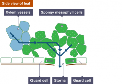 Mesophyll cells - used for photosynthesisstoma - releases water and controls gases
guard cell - controls the opening and closing of stoma