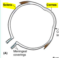 -Fibrous tunic
-Sclera (whites of eye) and cornea (transparent)