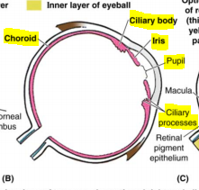 -Vascular tunic (uvea)
-Choroid, ciliary body and process, iris (eye color), pupil