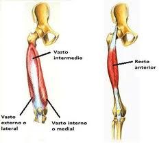 Origen:
Extremo superior y cuerpo del femúr
Inserccion:
Tendón rotuliano
Innervación:
Nervio femoral
Acción:
estabiliza la articulación de la rodilla,  y causa extensión de la pierna