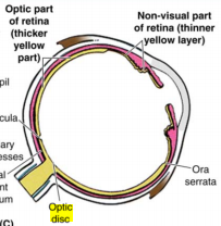 -Inner layer
-Retina, blind spot (optic disc), macula lutea (lateral to blind spot), lens