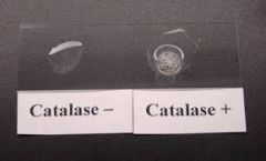 Catalase Test. If it bubbles it's staphylococcus positive 
