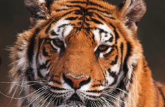An organism that eats other animals


ex: tiger