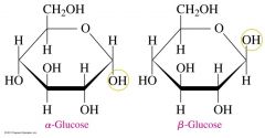 on Carbon 1, alpha glucose has a OH group on the bottom and beta glucose has a OH group on the top.