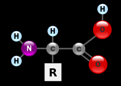 central carbon, carboxyl group to the right (COOH), amine group to the left (NH2), hydrogen above and R group below.