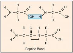 By condensation reaction between the carboxyl group of one and amine group of another, leaves a bond between carbon & nitrogen (called a peptide bond) forming a dipeptide.
