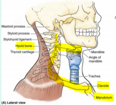 Cervical vertebrae, hyoid bone, manubrium, clavicles.