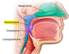 -opening of auditory tubes
-posterior wall houses single pharyngeal tonsil called adenoids