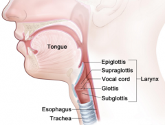 -thyroid cartilage (Adam's apple), cricoid cartilage
-Contains vocal folds