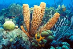 Porifera
ex: fan sponges, cup sponges, tube sponges, glass sponges