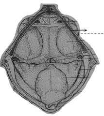The two depressions in the sulcus marginalis which are adjacent and lateral to the pulvinar rostrale.