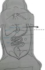 The j-shaped, muscular, slightly curved sac posterior to the esophagus. 