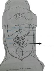 The long, narrow and coiled tube extending from the pylorus to the much dilated large intestine. 