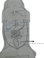 A straight club shaped, usually dark colored tube continuous with the small intestine, and ending at the anus or vent. 