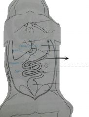 A long, thin, irregular, yellowish organ suspended in the omentum connecting the stomach, duodenum, and liver. The omentum is termed the gastrohepatoduodenal or lesser onentum. 