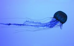Cnidaria
ex: Jellyfish, corals, sea anemones