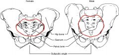 -Because the female pelvis is adapted for childbirth, it is wider than the male pelvis


-The female sacrum is wider, shorter, and less curved