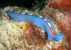 Platyhelminths
ex: Flatworms, flukes, tapeworms