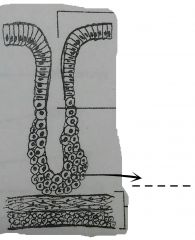 An expanded part of the gastric gland near the base of the tunica mucosa.