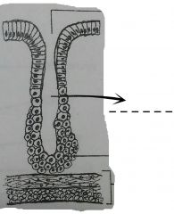 The narrow portion which extends form the base of the inward toward the gastric pits. The neck and body are lined by cuboidal cells.
