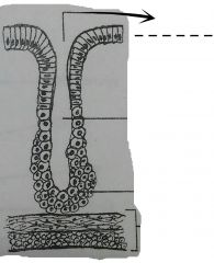 The opening of the gastric gland located at the tip of the neck at the bottom of the gastric pit. 