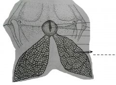A pair of big thin-walled sacs that are located in the body of the toad or frog at the anterior portion of the pleura-peritoneal cavity.