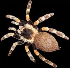 Arthropoda
ex: insects, arachnids, crustaceans, myriapods