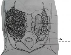 The openings of the oviducts into the pleuroperitoneal cavity located at the anterior ends of the oviducts and situated close to the anterior ends of the left and right lobes of the liver.