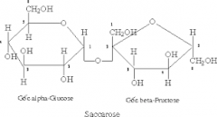 What is formed when two monosaccharides combine? 