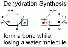 The process by which larger molecules are formed by the removal of water from two smaller molecules.
