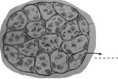 A group of cells with granular nuclei. The cells are of two kinds found separately: primary and secondary.