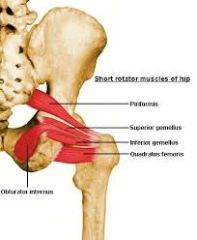 Origen:
Espina del isquión
Insercción:
Trocanter mayor
Innervación:
Nervio del cuadrado femoral
Acción:
Rotador lateral del muslo