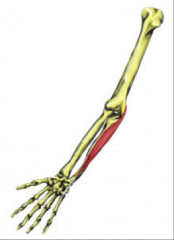 O:  Medial epicondyle of humerus and posterior border of upper 3/5 of ulna
I:  Pisiform bone, hamate, 5th metacarpal
A:  Strongest Flexor; ulnar abductor
Nerve: Ulnar nerve (T8)