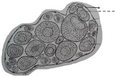 Found as a single later of flattened cells with elongated or oval nuclei adhering to the outer surface of the vitelline membrane. The gradual increase in size of the developing eggs in the ovary is attained by the synthesis as accumulation of yolk...