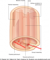 intraperitoneal-
abdominal esophagus
stomach & proximal duodenum (cap)
jejunum & ileum
cecum
transverse colon
sigmoid colon
liver & gallbladder
tail of pancreas
spleen

retroperitoneal-
duodenum (NOT cap)
ascending colon
descending c...