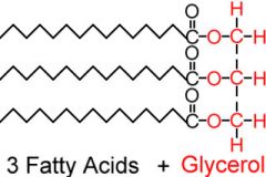 Lipids composed of a glycerol, and three fatty acids.