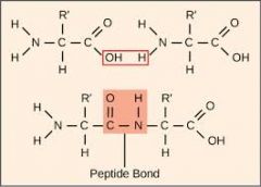 A peptide bond.