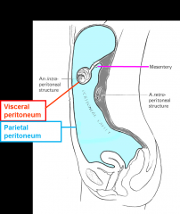intraperitoneal:
-invaginating from peritoneal sac from behind, suspended by mesentary, lining of body wall is parietal peritoneum
-organs covered by visceral peritoneum, suspended in mesentary, blood vessels & nerves reach through mesentary to ...