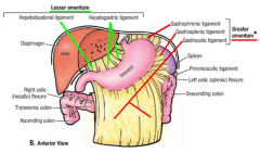 greater omentum- suspended from the greater curvature of the stomach, mobile, moves to wall off infections to prevent generalized peritonitis

lesser omentum- connecting the lesser curvature (hepatogastric ligament) & the proximal duodenum (hepa...