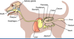 Mouth, pharynx, esophagus, salivary glands, stomach, duodenum, pancreas, liver, jejunum, colon, cecum,recum, anus, ileum.