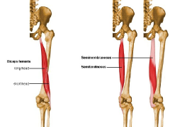 Origen:
Tuberosidad isquiática
Insercción:
Condilo externo del femúr
Innervación:
Nervio ciático
Acción:
Flexión y rotación medial de la pierna.
Extensión del muslo