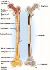 Diaphysis (shaft); Epiphysis (head); Periosteum; Articular Cartilage; compact bone; spongy bone; endosteum; yellow marrow